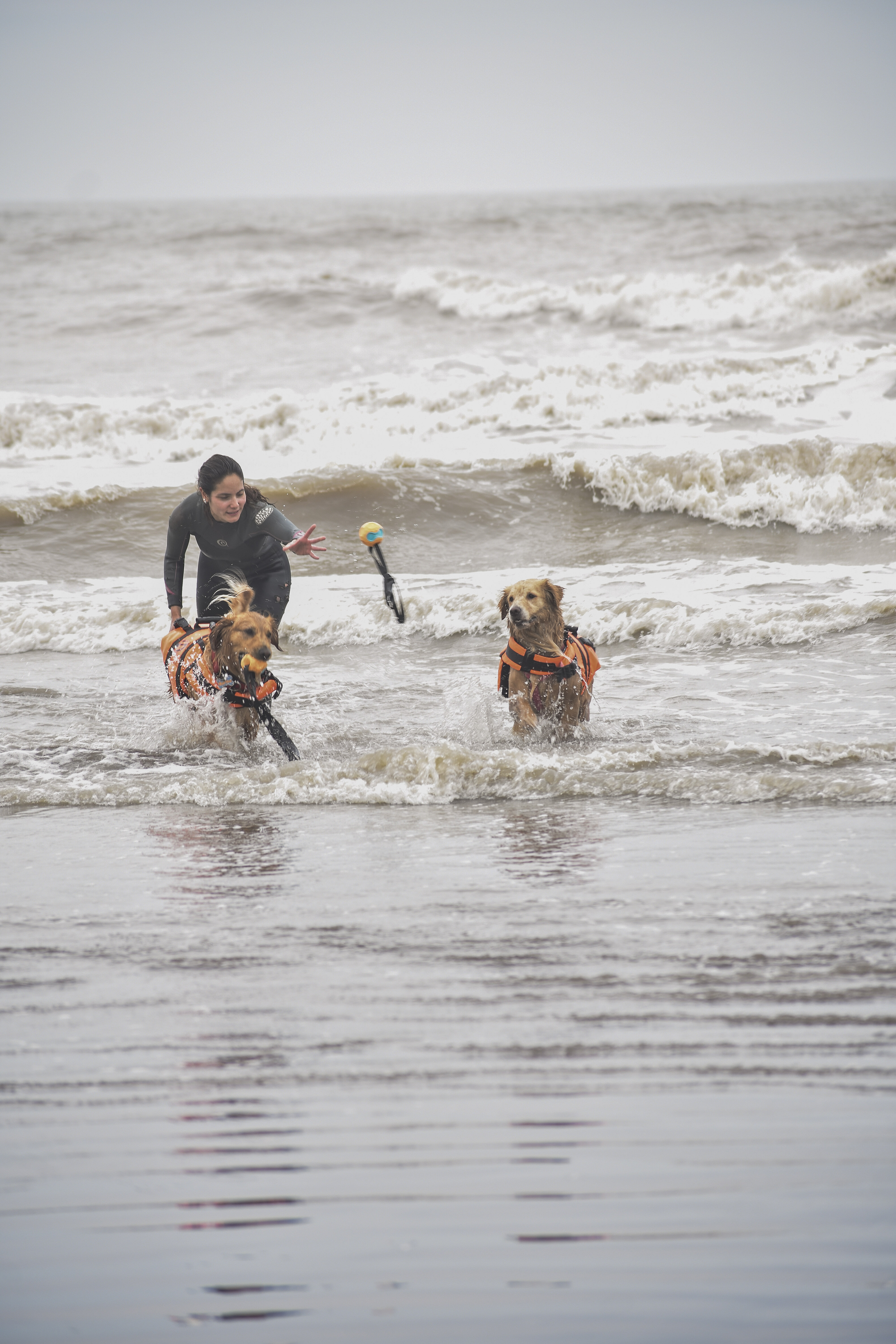 Perro en entrenamiento de rescate acuático con Flor Tesone