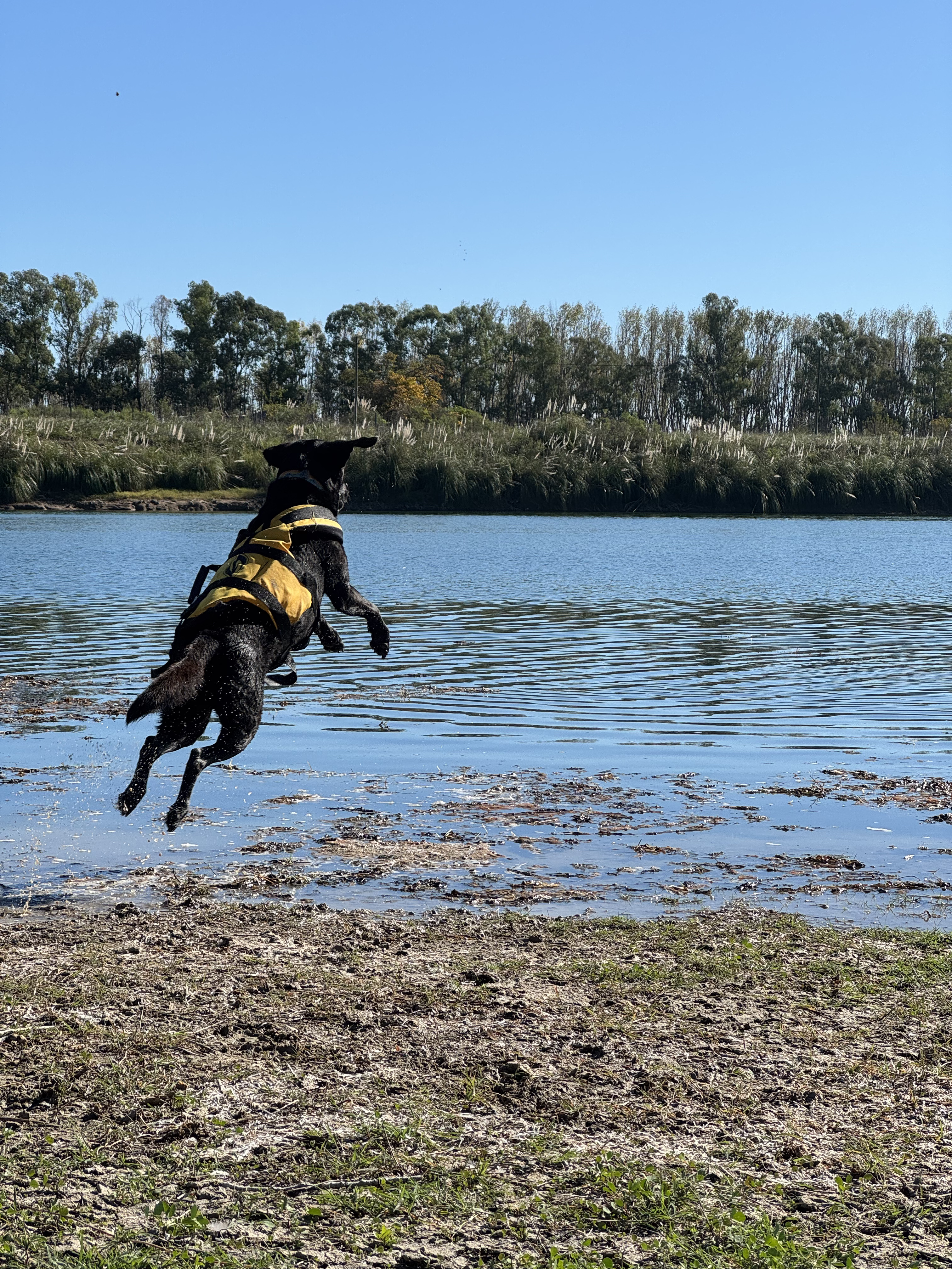 Entrenamiento de rescate acuático canino en agua abierta