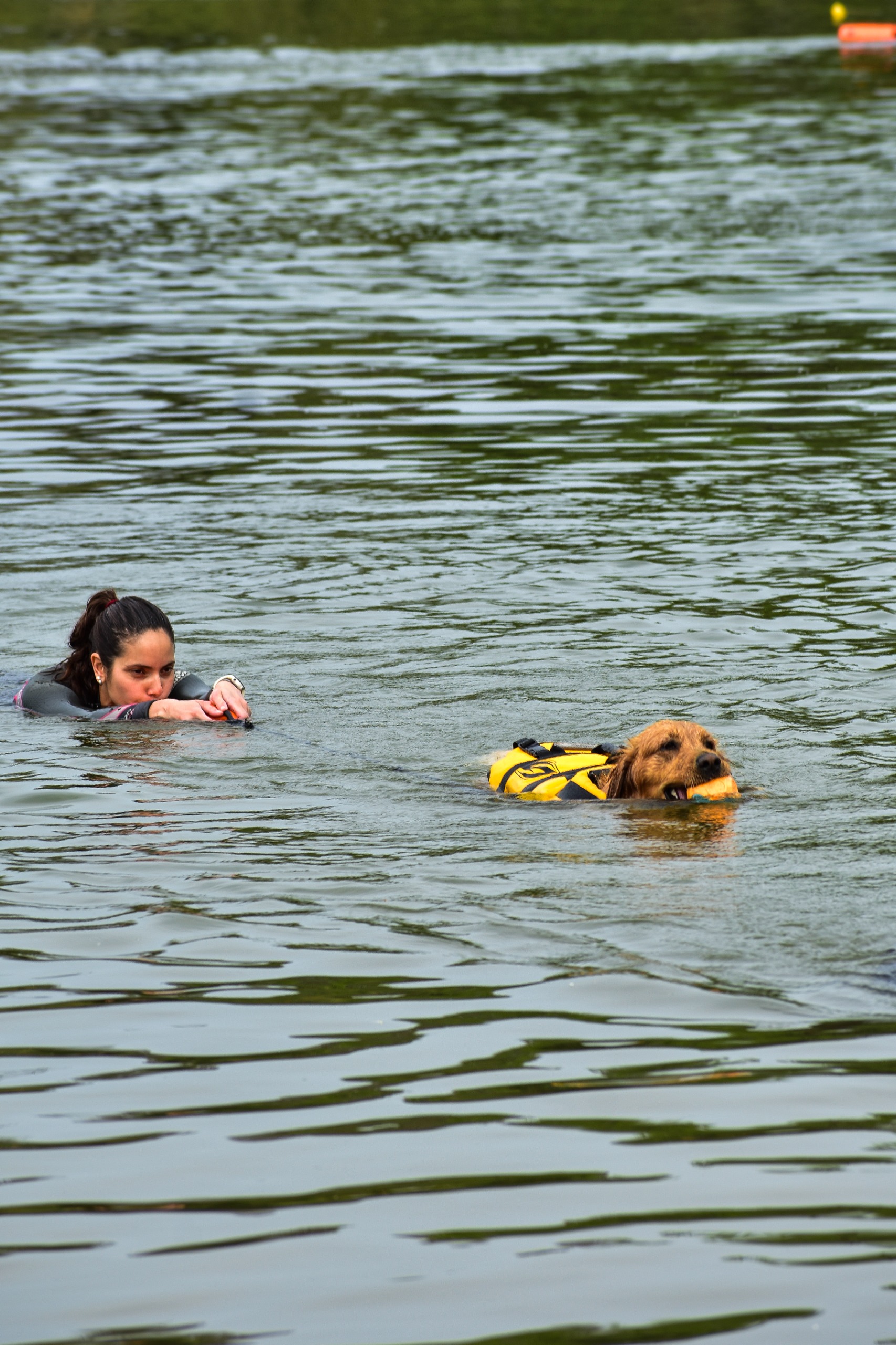 Perro realizando técnica de rescate acuático
